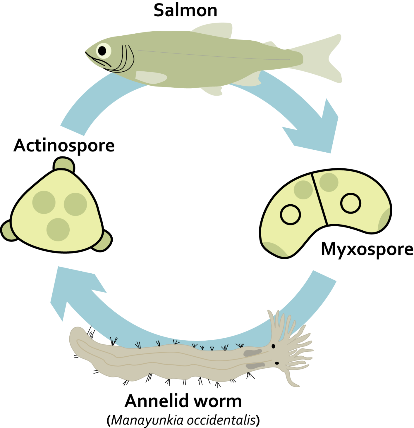 c shasta cycle.png